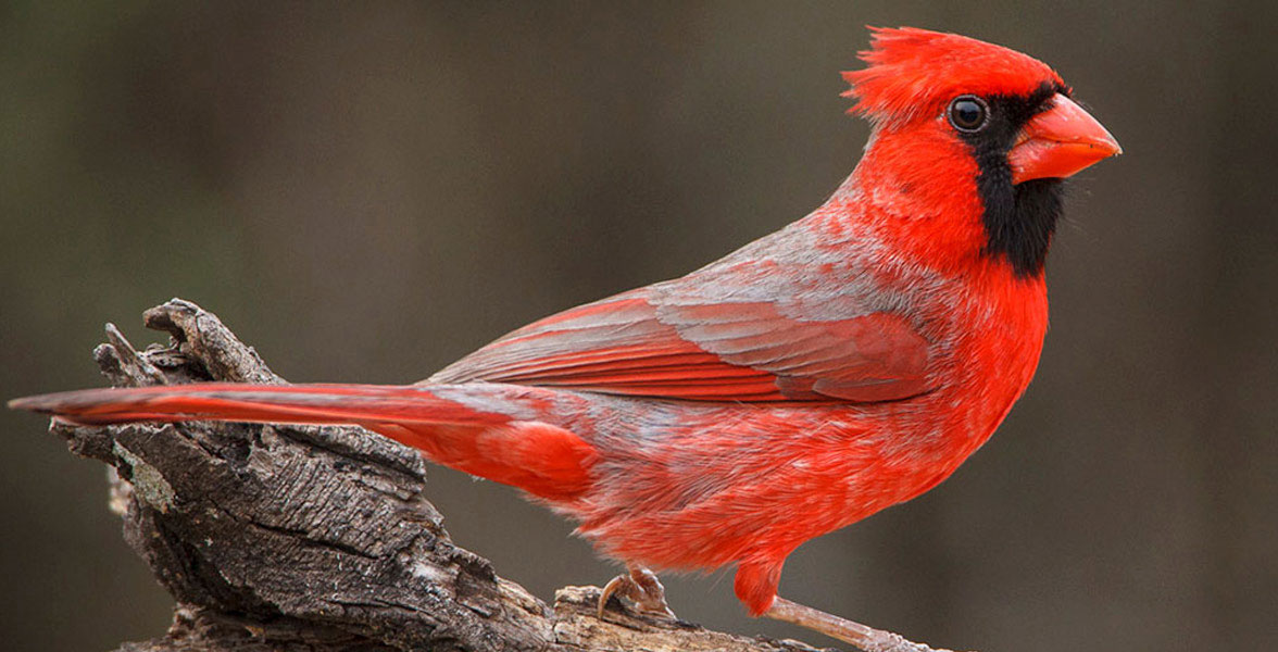 Nothern Cardinal